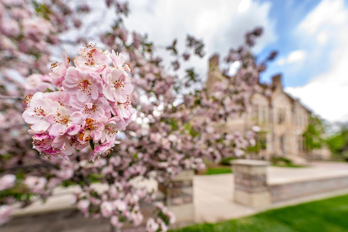 Flowering trees in Worner Quad near the Cutler Center on 5/17/23. Photo by Lonnie Timmons III / Colorado College.